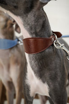 Close-up of an Italian Greyhound wearing a brown leather dog collar; stitched leather band and polished metal clip hardware are shown in detail.
