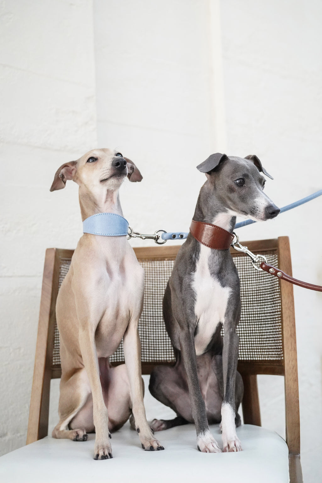 Two Italian Greyhounds sitting on a chair wearing leather dog collars in blue and brown, clipped to a dual leash connector; coordinated sighthound walking system.