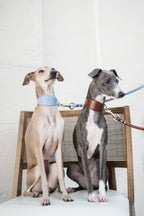 Two Italian Greyhounds sitting on a chair wearing leather dog collars in blue and brown, clipped to a dual leash connector; coordinated sighthound walking system.