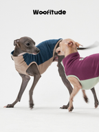 Italian Greyhounds in motion wearing warm dog vests, showing stretch comfort and freedom of movement.