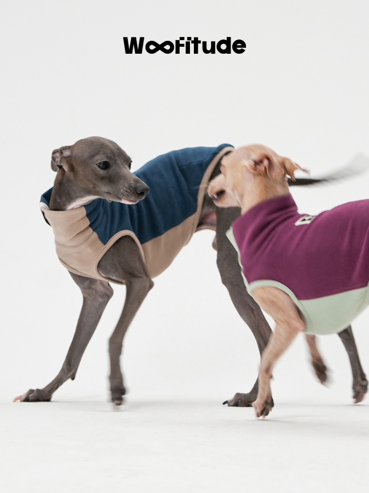 Italian Greyhounds in motion wearing warm dog vests, showing stretch comfort and freedom of movement.
