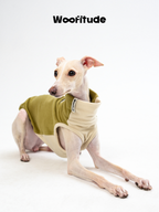 Italian Greyhound sitting calmly in a two-tone dog vest, highlighting collar height and relaxed fit.