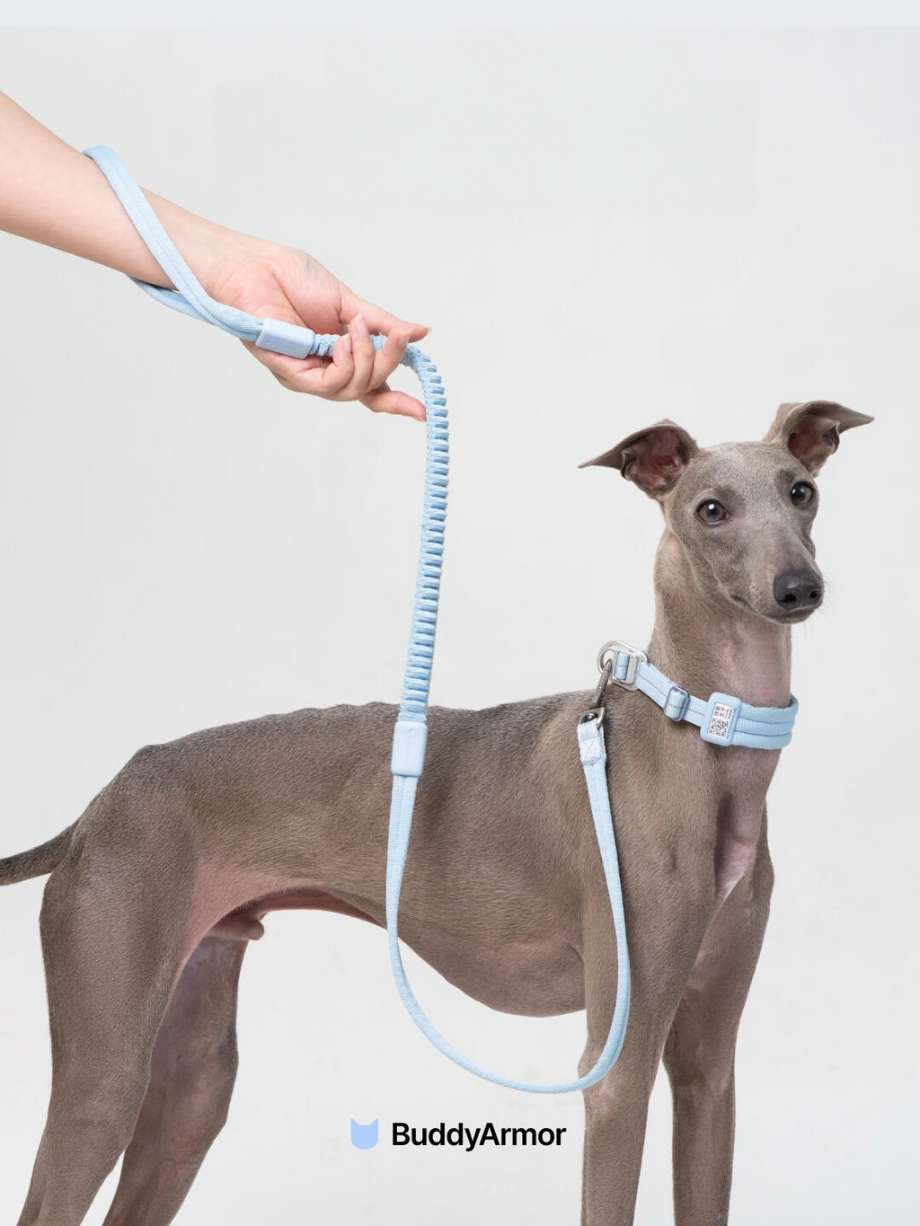 An Italian Greyhound standing on a white background, wearing a blue collar and attached to a blue dog leash held in one hand, with the elastic section visible