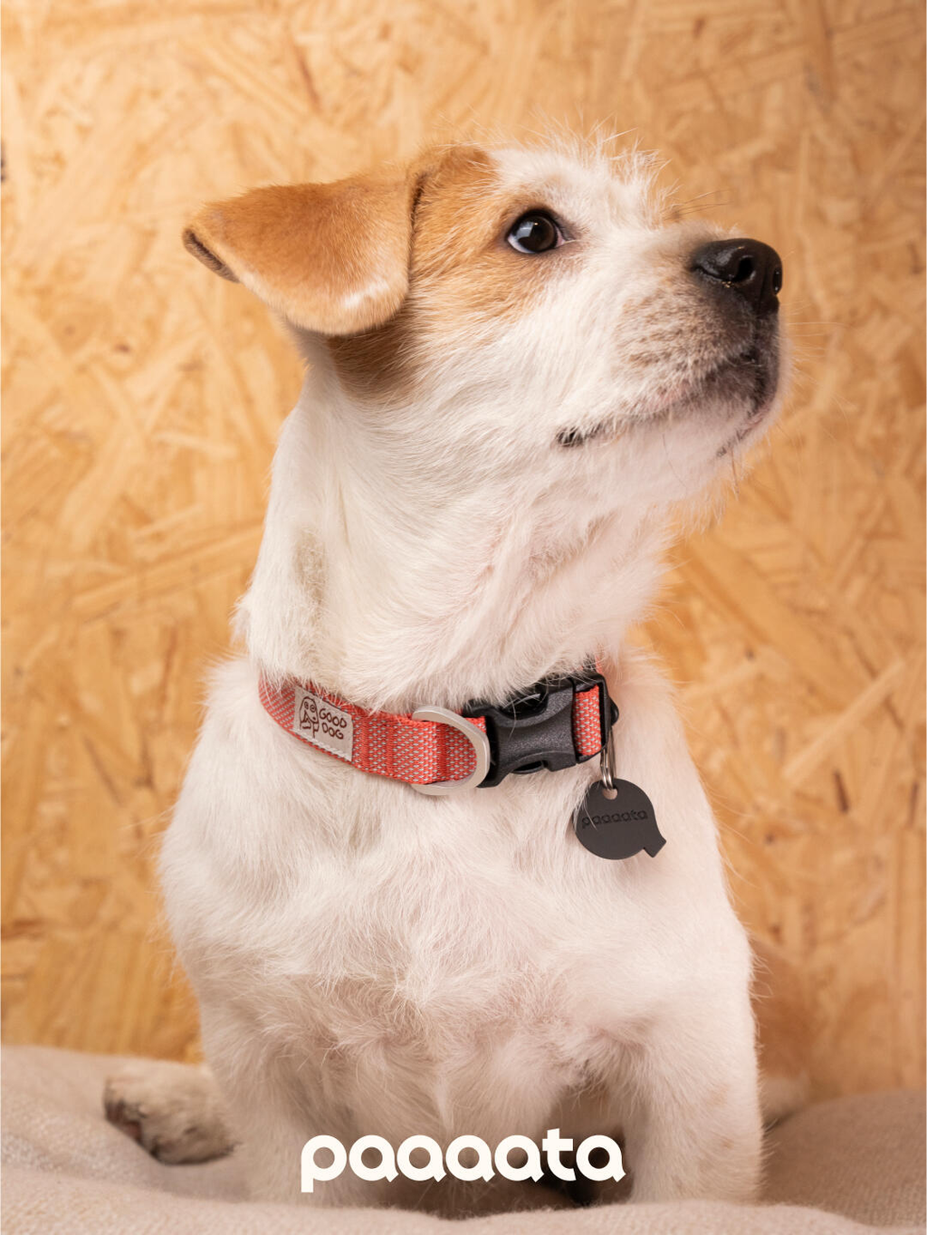 Jack Russell Terrier wearing a red adjustable dog collar with a plastic buckle and ID tag, sitting upright with the collar clearly visible around the neck.