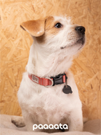 Jack Russell Terrier wearing a red adjustable dog collar with a plastic buckle and ID tag, sitting upright with the collar clearly visible around the neck.