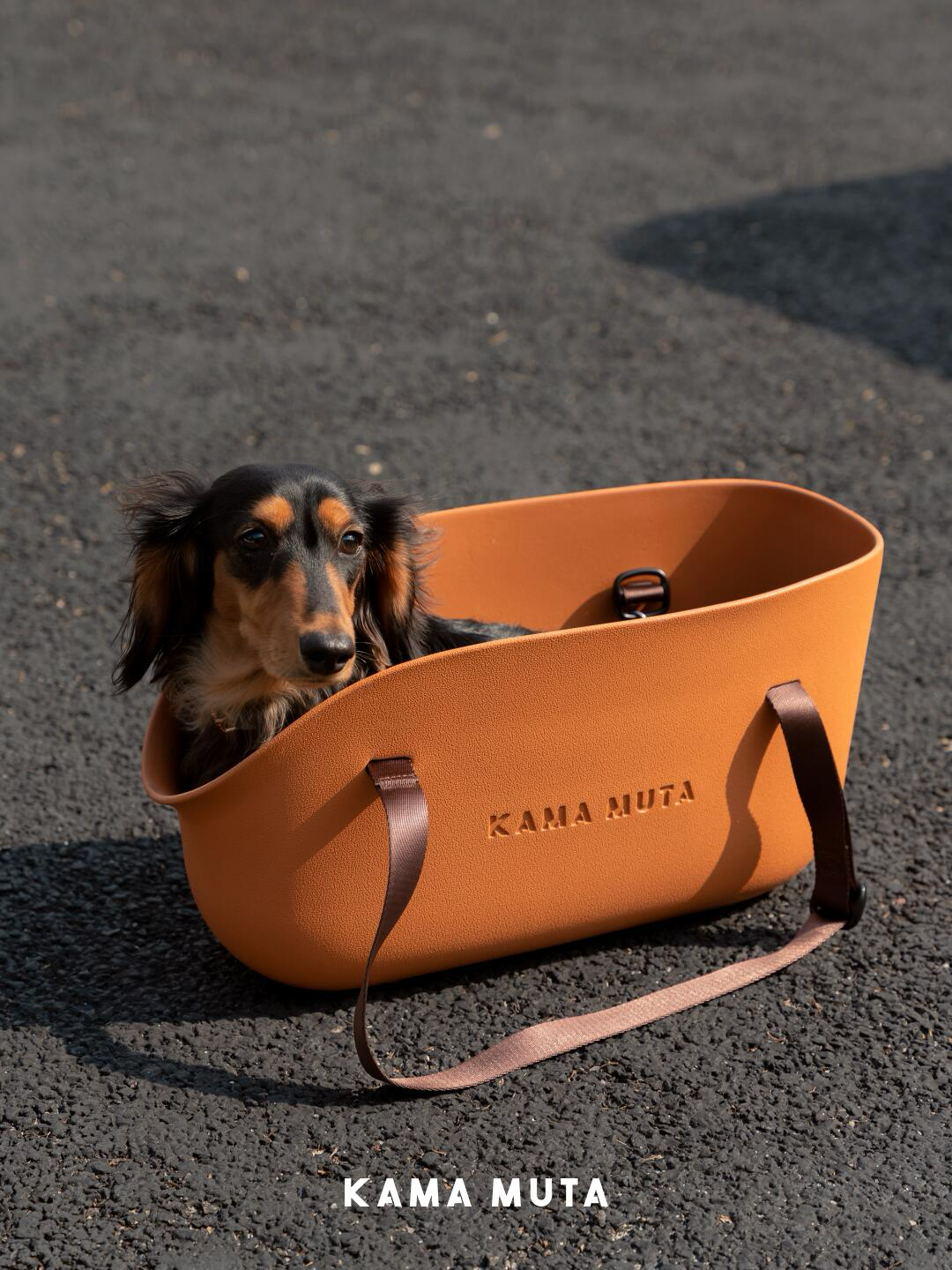 Small dog carrier with built-in anti-escape safety leash for secure travel and peace of mind.