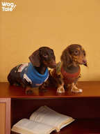 Two dachshunds sitting on a wooden shelf wearing knitted dog sweaters—one in a blue high-neck knit with a graphic pattern and one in a vintage color-block dog sweater for warm everyday wear.