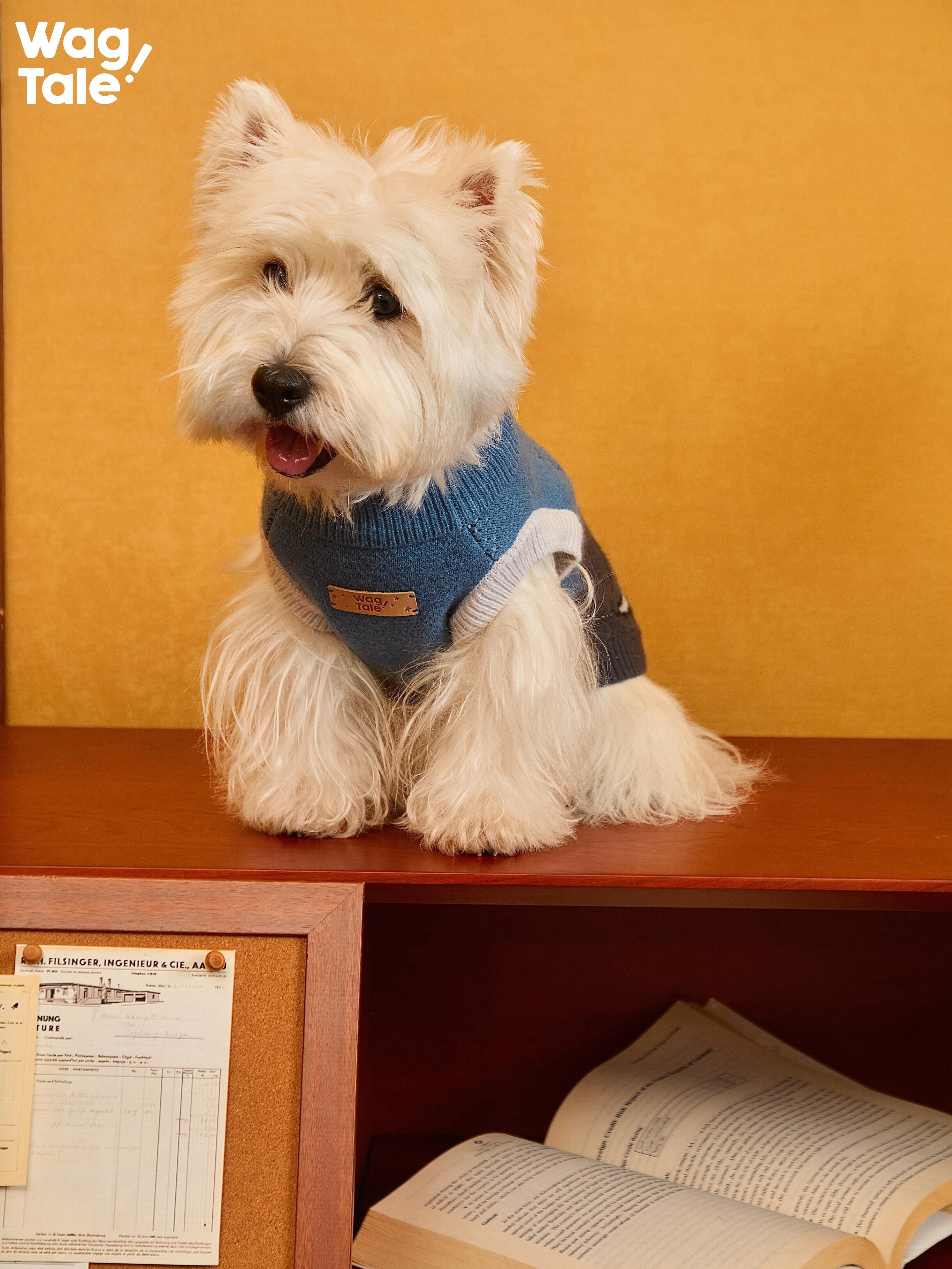 West Highland White Terrier wearing a blue knitted dog sweater; close-up shows the ribbed neckline, soft knit texture, and vintage leather patch detail.