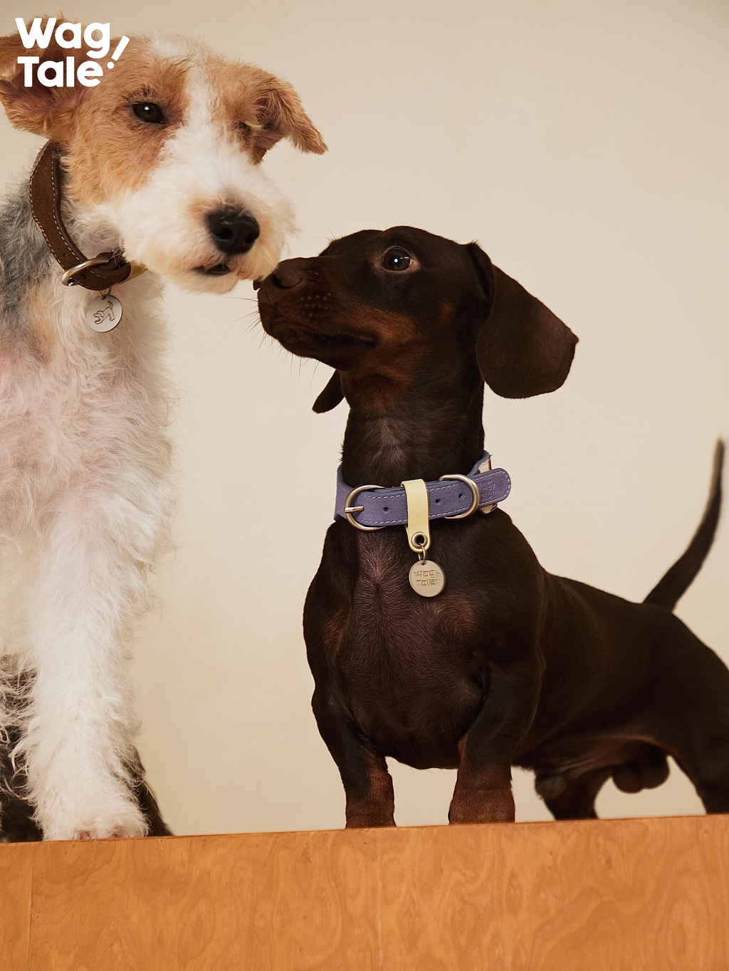 Two dogs interacting while wearing wide leather dog collars—one in brown top-grain leather and one in purple patchwork—showing soft neck protection and sturdy hardware.