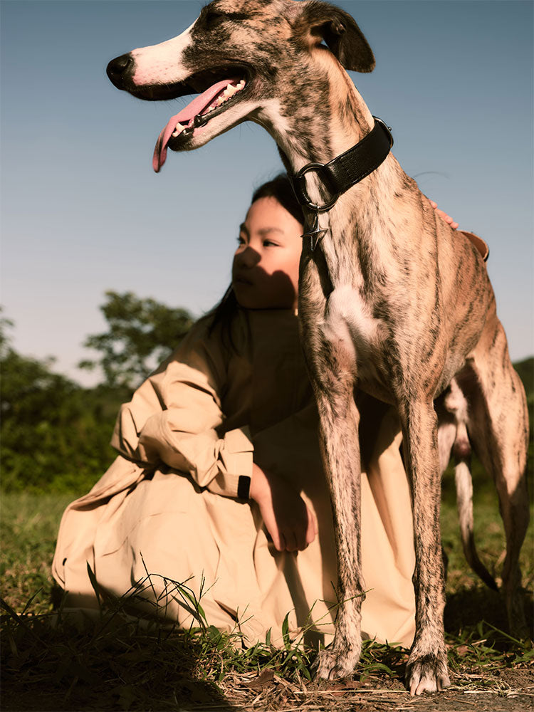 Premium leather dog collar with metal ring detail, shown during a calm moment between dog and owner.