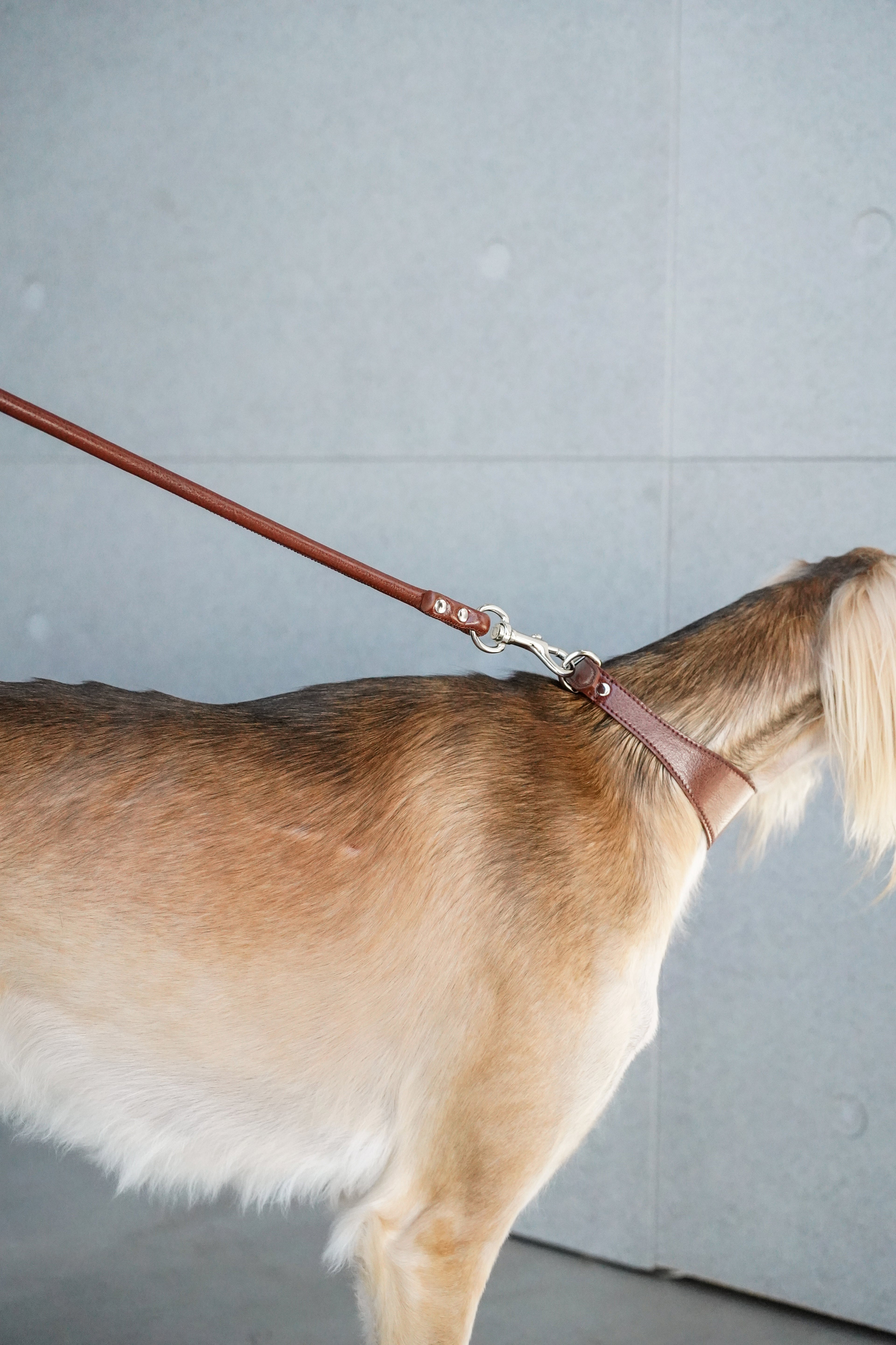 Side view of a Saluki wearing a brown leather dog collar connected to a matching leash; secure metal clip and collar shape shown during a walking posture.