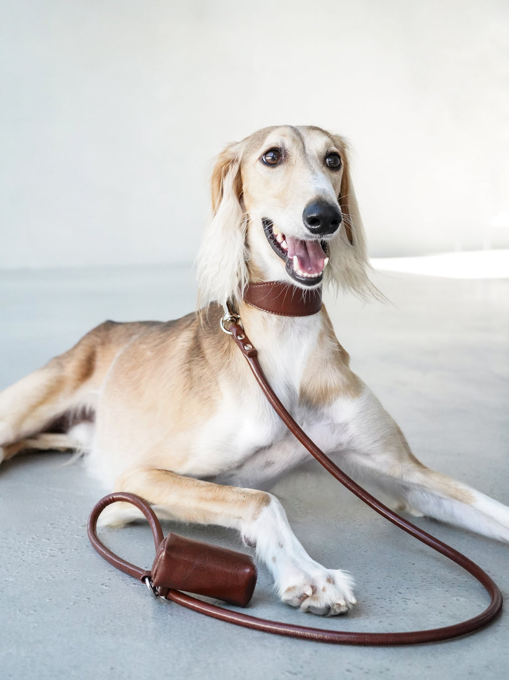 Saluki lounging indoors wearing a brown leather dog collar with a matching leash and leather poop bag holder; relaxed lifestyle shot for a sighthound walking set.