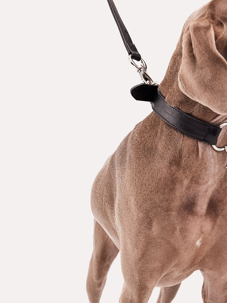 Close-up of a leather dog collar featuring fine-grain leather texture and polished metal charm.