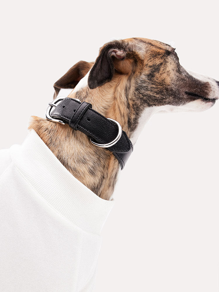 Minimalist leather dog collar with stainless steel hardware shown on a sighthound, clean and modern design.