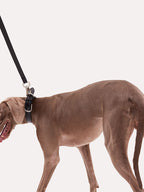 Leather dog leash attached to a medium-sized dog collar, showing natural fit during walking.