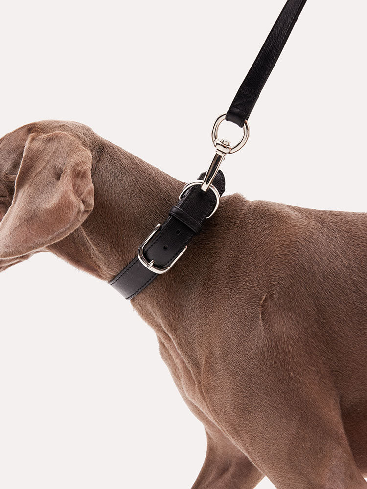 Leather dog leash attached to a medium-sized dog collar, showing natural fit during walking.