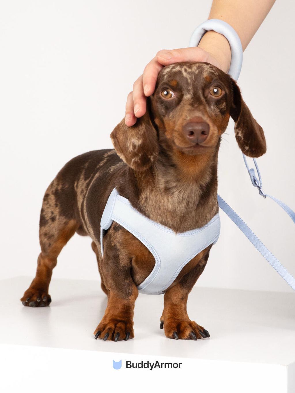 Dog wearing a light blue dog harness with aluminum buckle and leash attachment