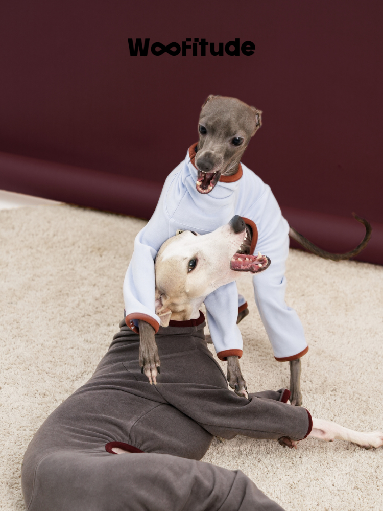 Italian Greyhound wearing a light blue dog pajama suit while sitting indoors, emphasizing softness and indoor comfort.