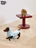 A dachshund wearing a light blue lightweight cooling dog vest with hood, moving actively indoors, showing a breathable summer dog vest designed for movement.