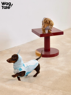 A dachshund wearing a light blue lightweight cooling dog vest with hood, moving actively indoors, showing a breathable summer dog vest designed for movement.