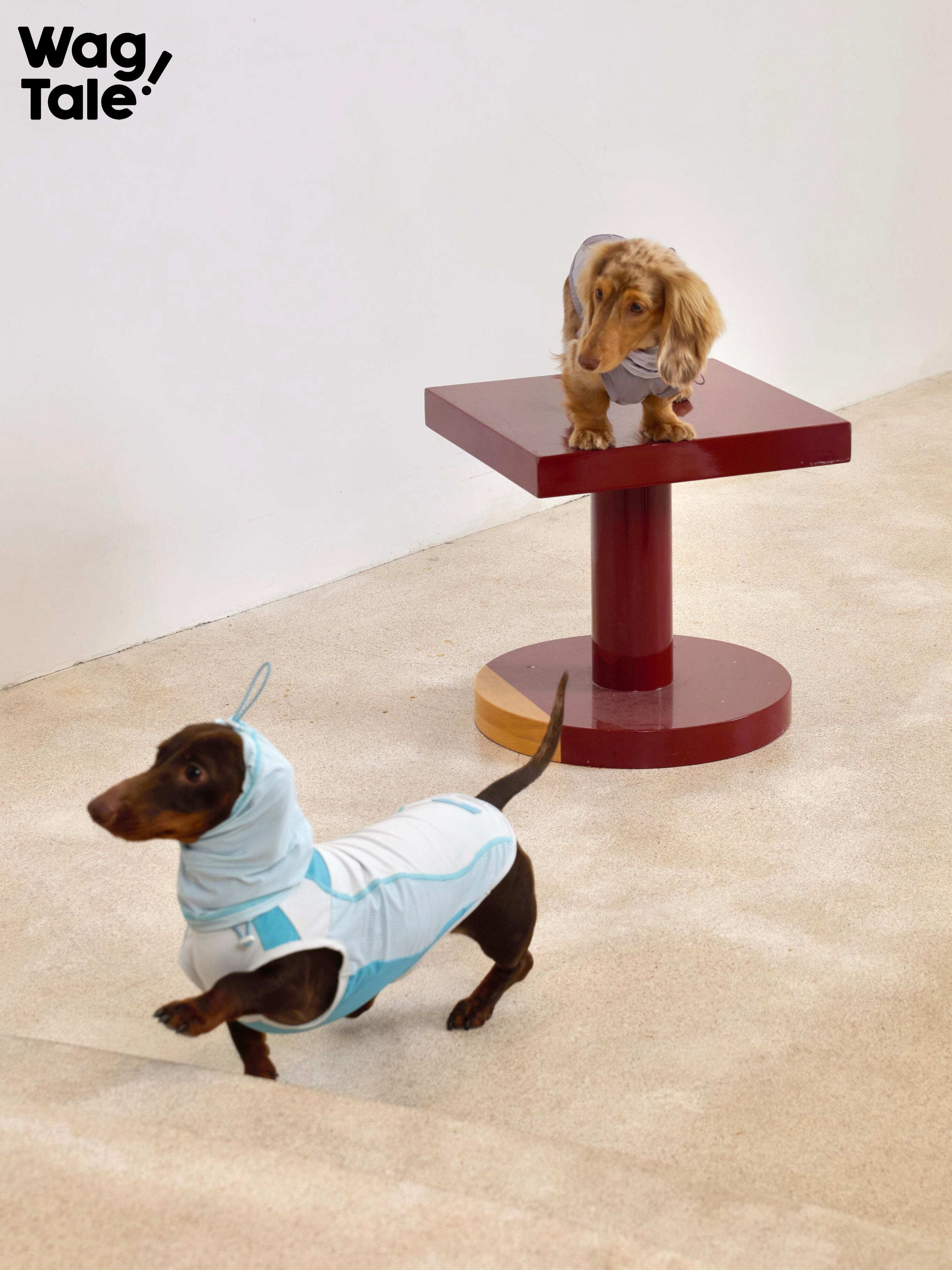 A dachshund wearing a light blue lightweight cooling dog vest with hood, moving actively indoors, showing a breathable summer dog vest designed for movement.