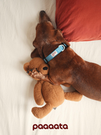 Dog wearing a Blue lightweight dog collar with climbing-grade webbing, resting comfortably indoors with a secure and soft everyday fit.
