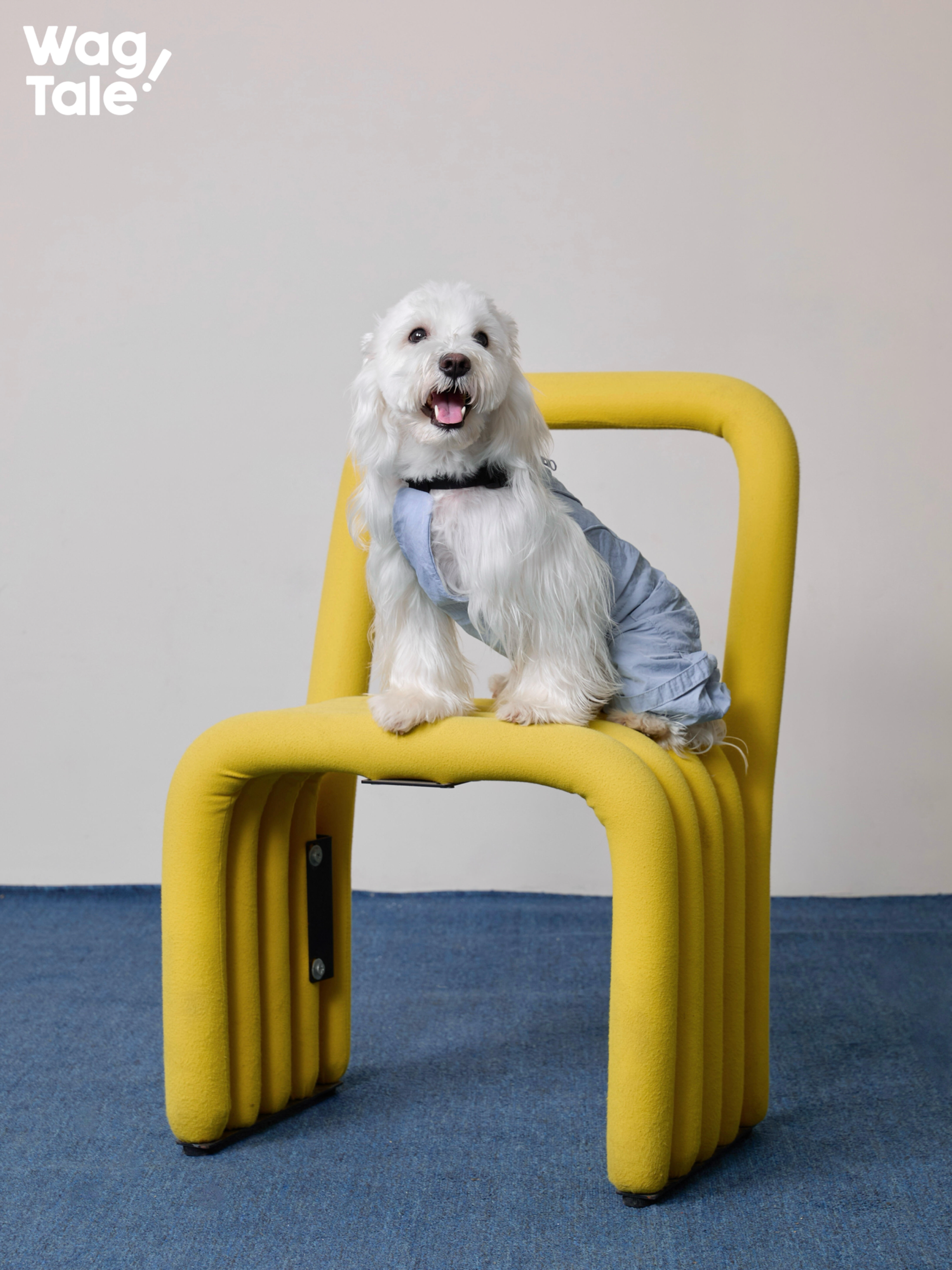 Small white dog wearing a lightweight dog overall in light blue, showing a four-leg dog jumpsuit design with breathable fabric suitable for summer wear.