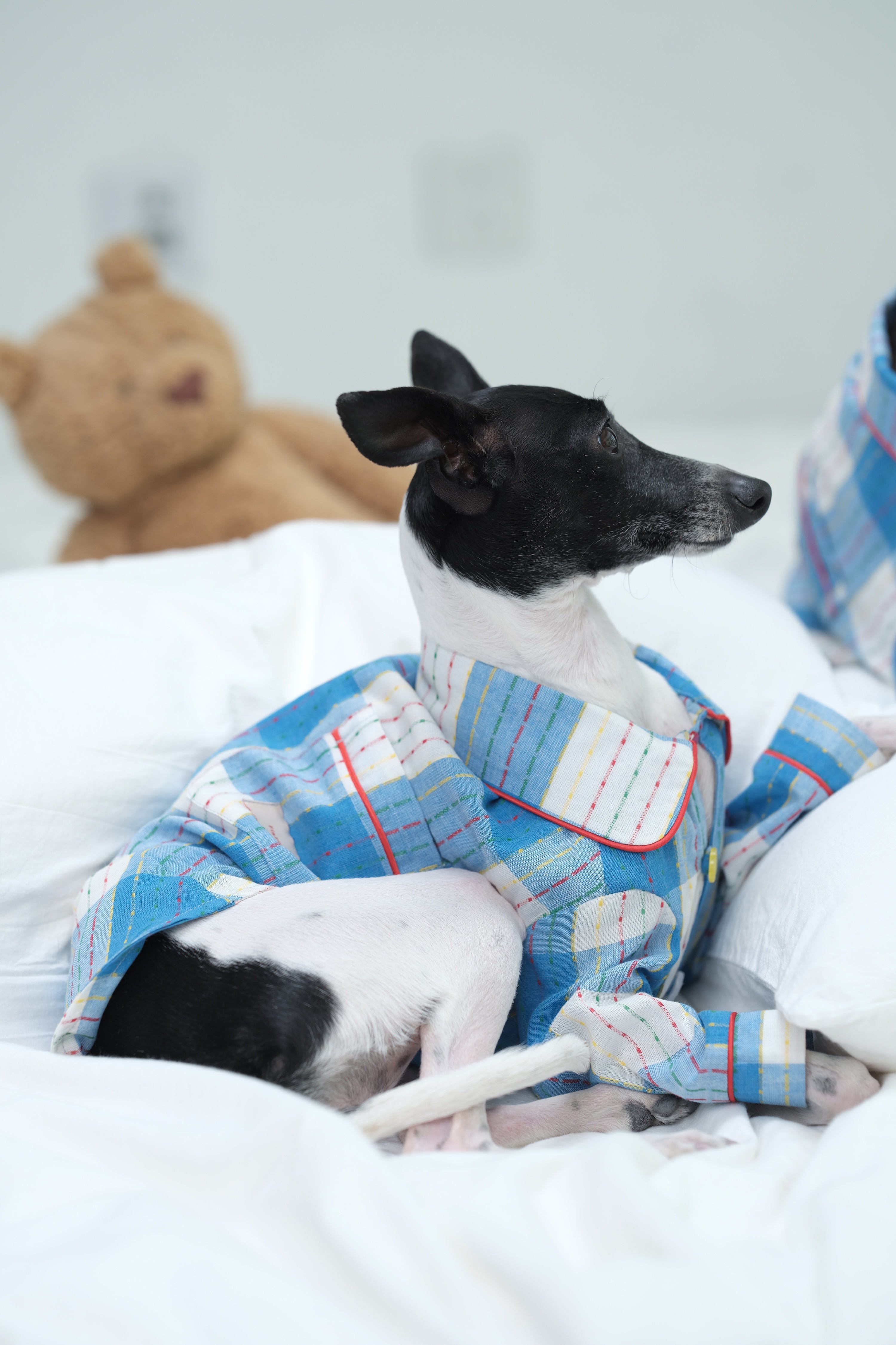 Sighthound bending forward on a bed while wearing a lightweight cotton dog pajama, showing flexibility and ease of movement during indoor activity.