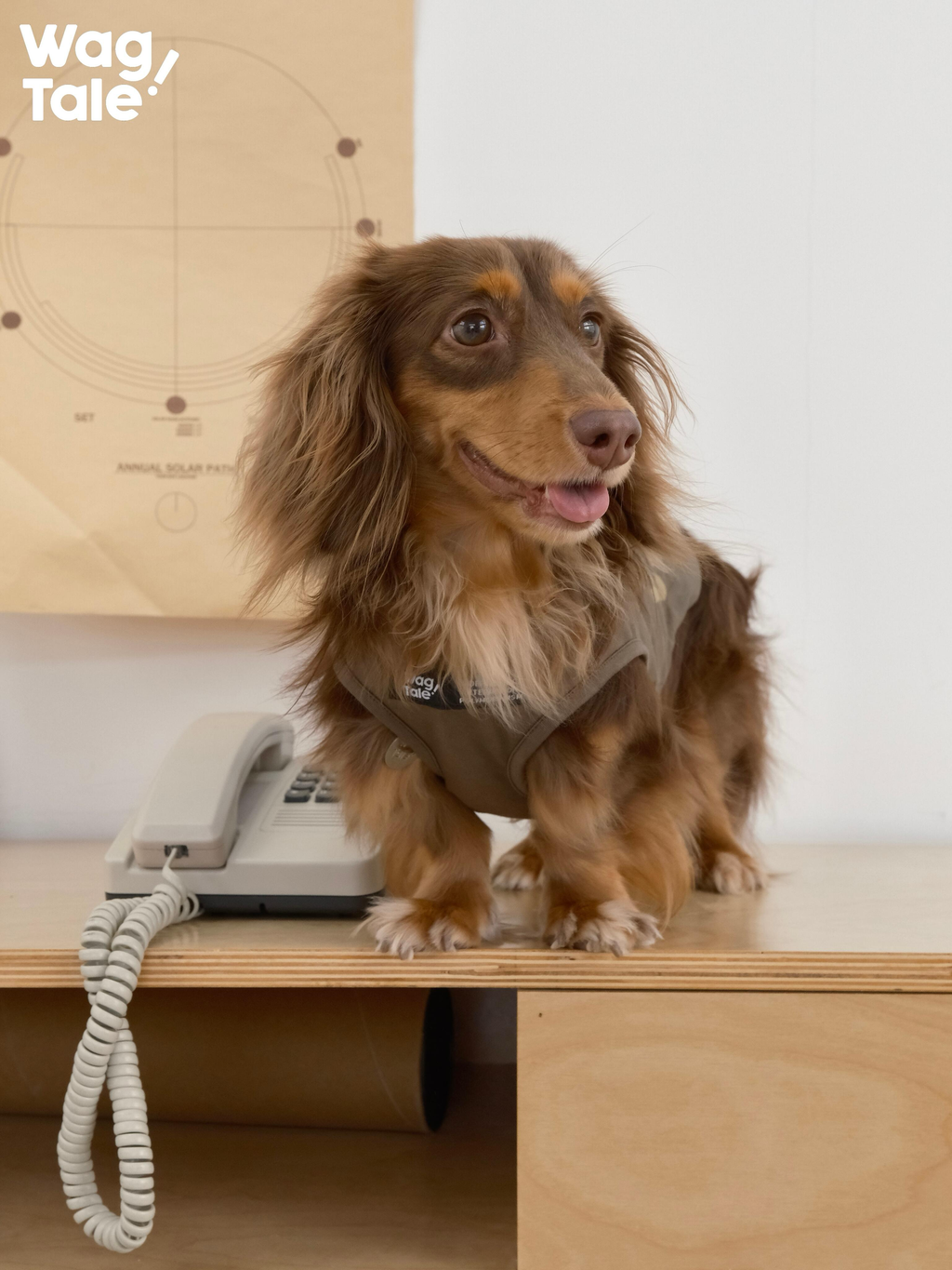 A dachshund wearing a lightweight graphic dog vest stands on a wooden surface, showing relaxed summer styling and breathable fabric.