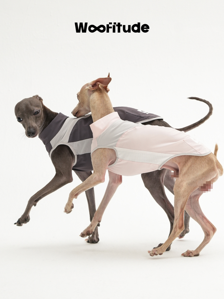 Two slim dogs cross paths while walking in lightweight dog vests, highlighting close fit, sleeveless cut, and smooth binding around the shoulders and chest