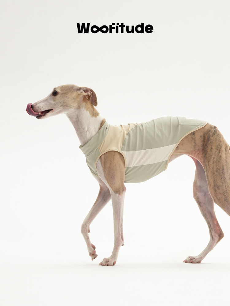 A slim dog stands in side profile wearing a lightweight dog vest in light green, showing full back coverage, sleeveless cut, and smooth side panel placement