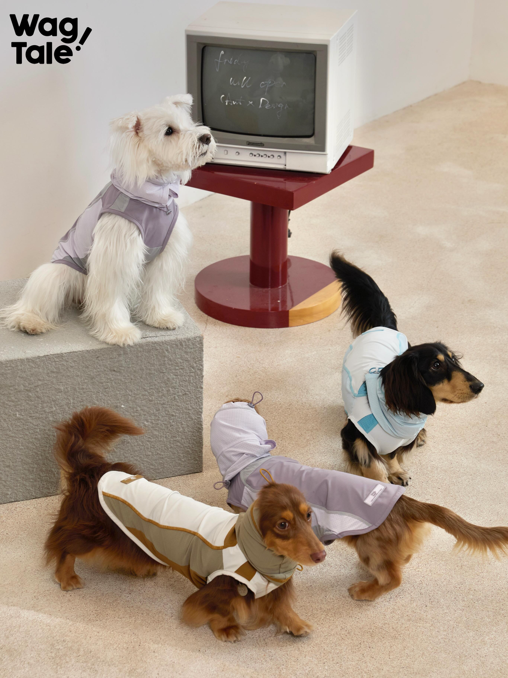 Multiple dogs wearing lightweight cooling dog vests in different colors, shown indoors to highlight breathable summer dog vests suitable for daily movement.