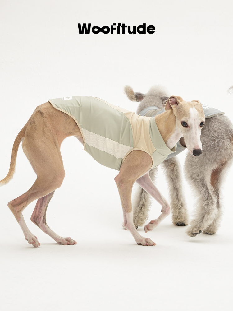 Slim dogs wearing lightweight dog vests, showing close-fitting design and breathable fabric during natural movement