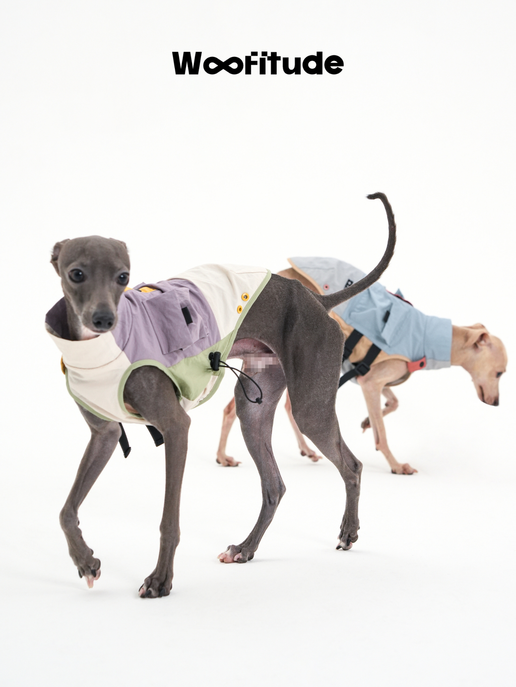 A slim dog walks forward wearing a lightweight dog vest while another dog lowers its head behind, highlighting flexible fit and natural movement