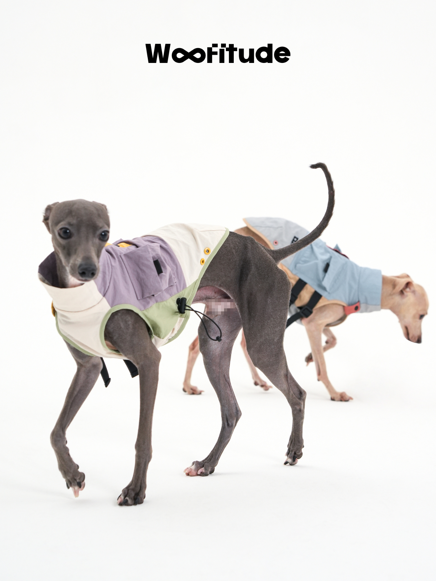 A slim dog walks forward wearing a lightweight dog vest while another dog lowers its head behind, highlighting flexible fit and natural movement