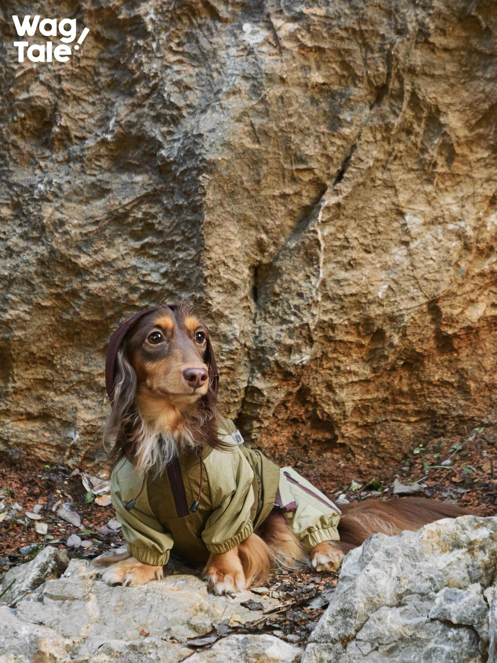 A dachshund sitting by a rock wall in a lightweight dog windbreaker, featuring a four-leg construction and outdoor-ready fit for windy or changeable weather.