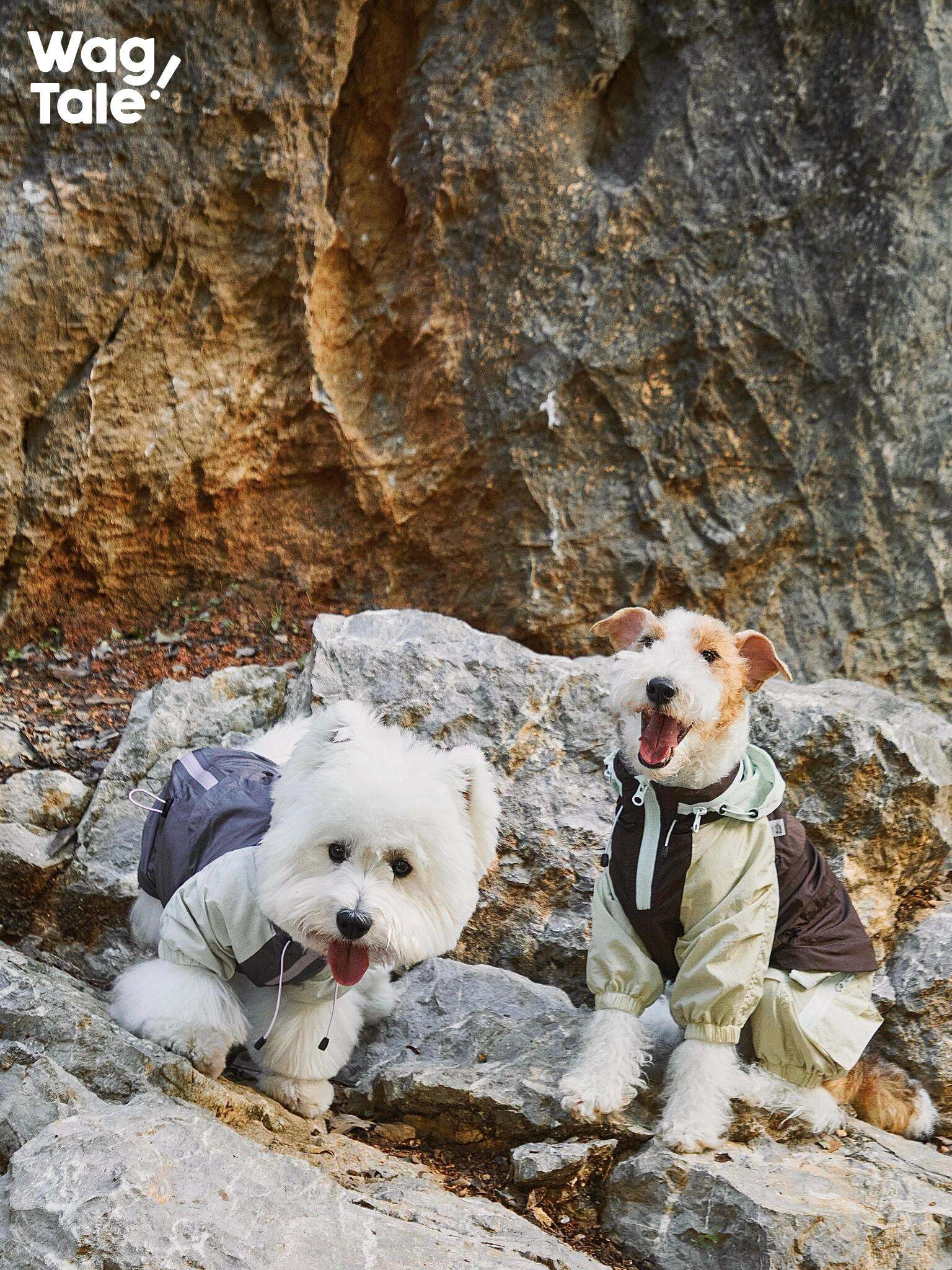 Two small dogs wearing lightweight dog windbreakers crouch on rocks, showing windproof and water-resistant outerwear designed for outdoor exploration.