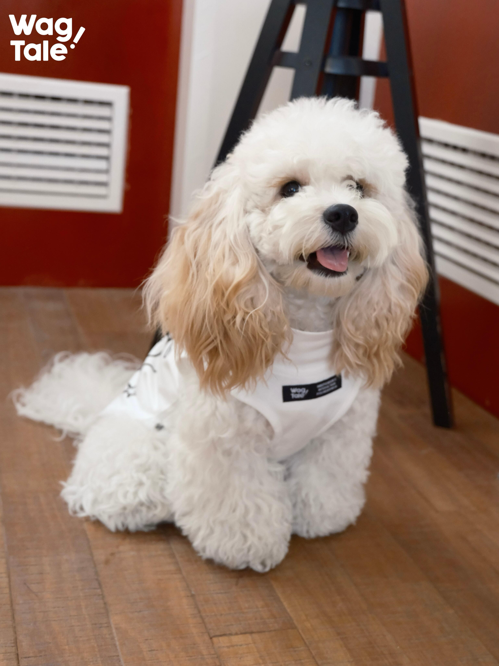 Front view of a dog sitting indoors wearing a lightweight summer dog vest, highlighting breathable fabric and relaxed fit.