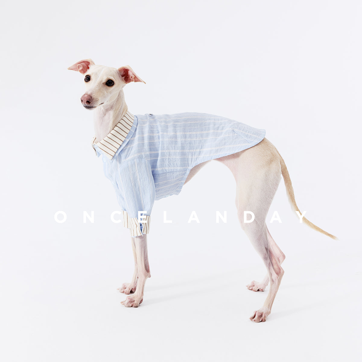 Oncelanday summer dog shirt logo with bright, colorful design on a white background.