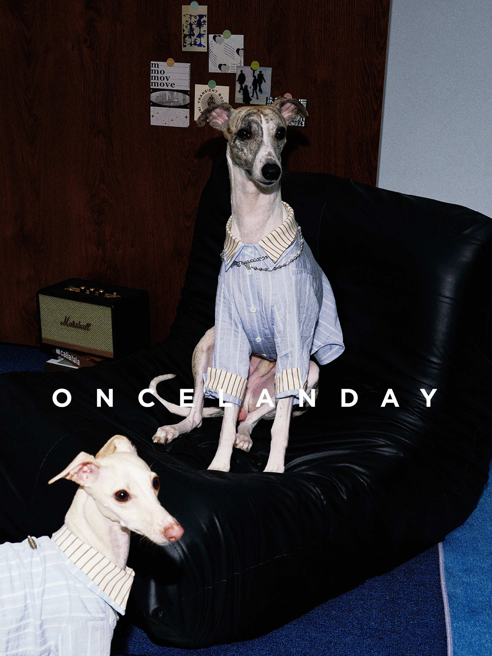 Oncelanday summer dog shirt logo featuring the brand's name and a playful design on a light background.