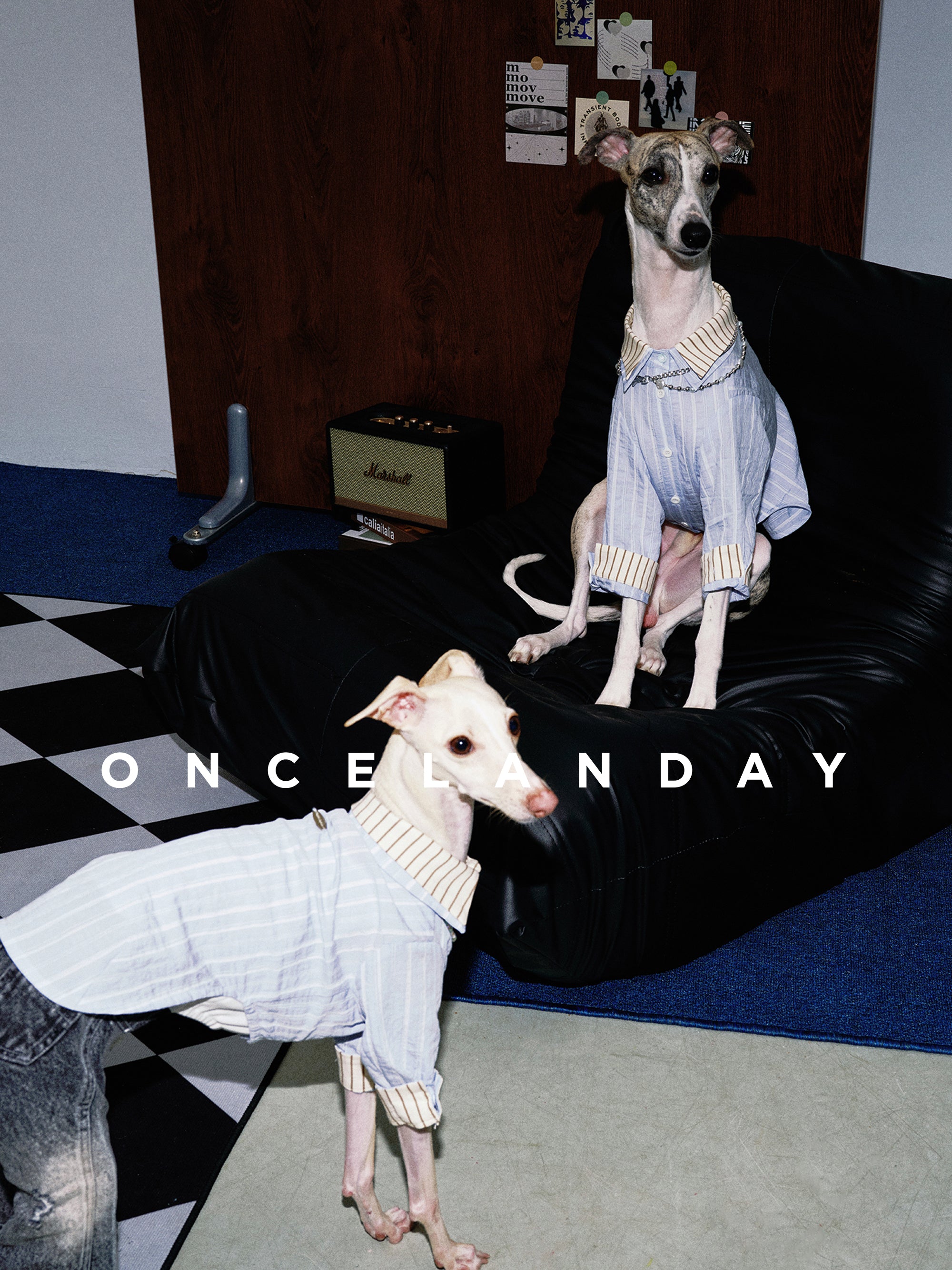 Oncelanday summer dog shirt logo image with colorful design and brand logo on a light background.