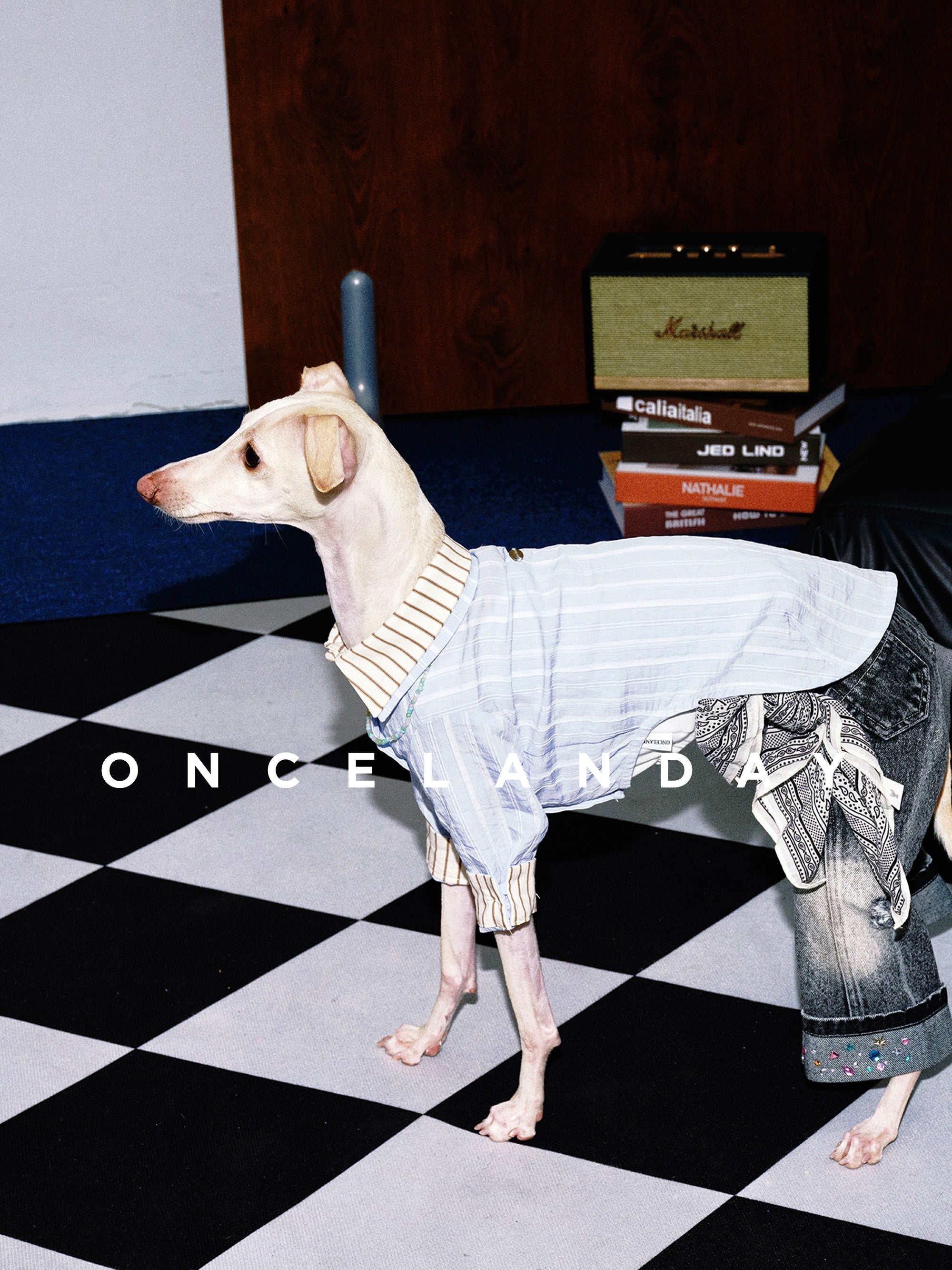 Oncelanday summer dog shirt logo image with colorful design and brand logo displayed on fabric.