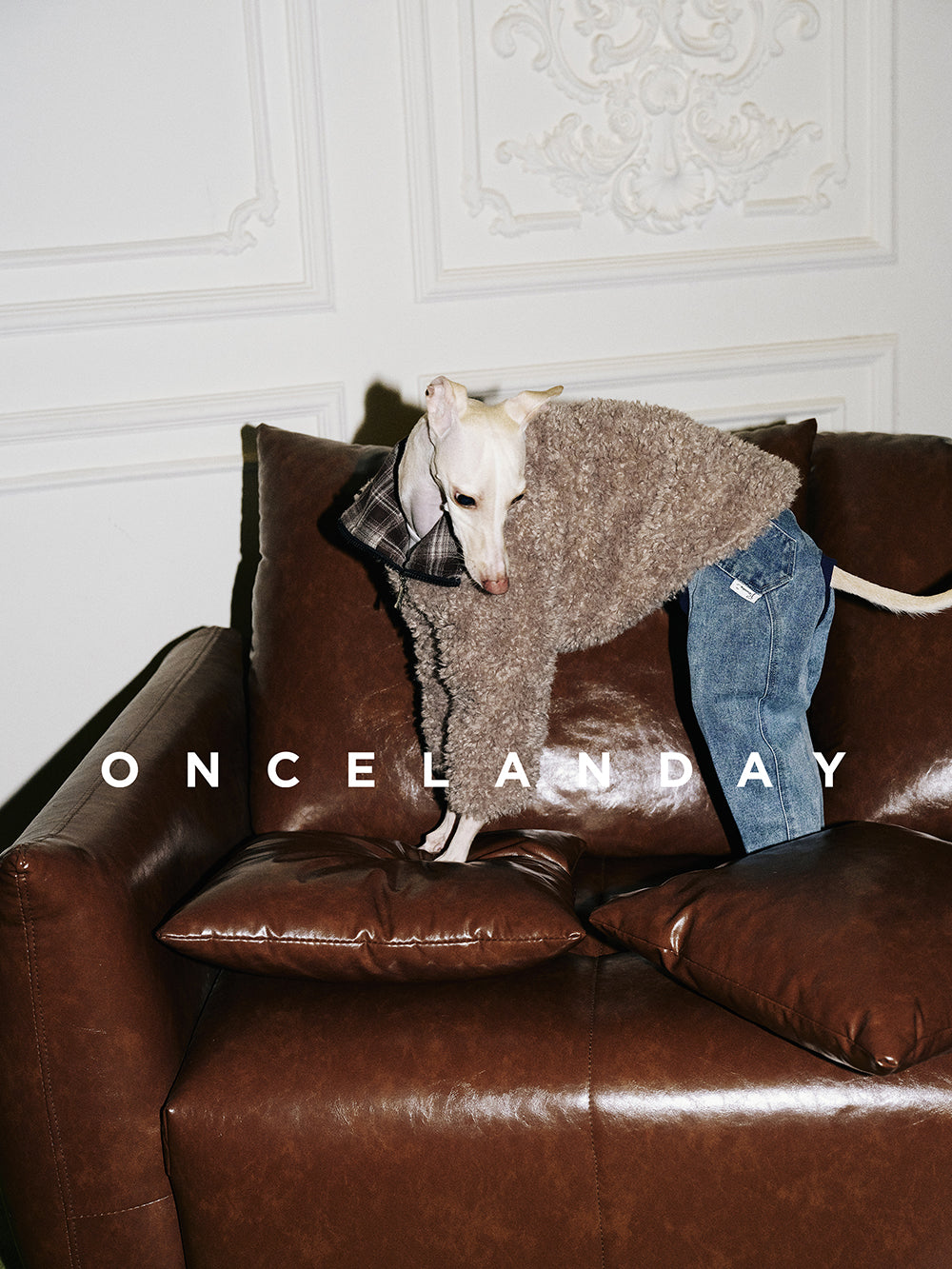Italian Greyhound standing on a sofa wearing ONCELANDAY grey-brown lamb fleece dog jacket, showing natural drape of the fleece fabric from the side