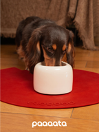 Long-haired dachshund eating from a white glazed ceramic tilted dog bowl designed to keep ears clean