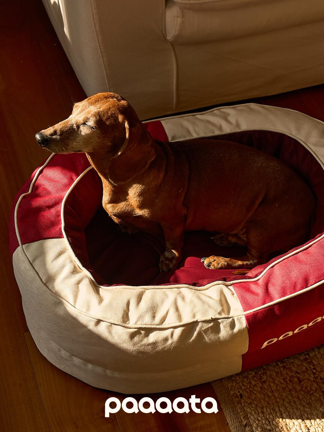 A dog relaxing in a luxury bolster dog bed placed by a window, showing a calm indoor setting and supportive raised sides.