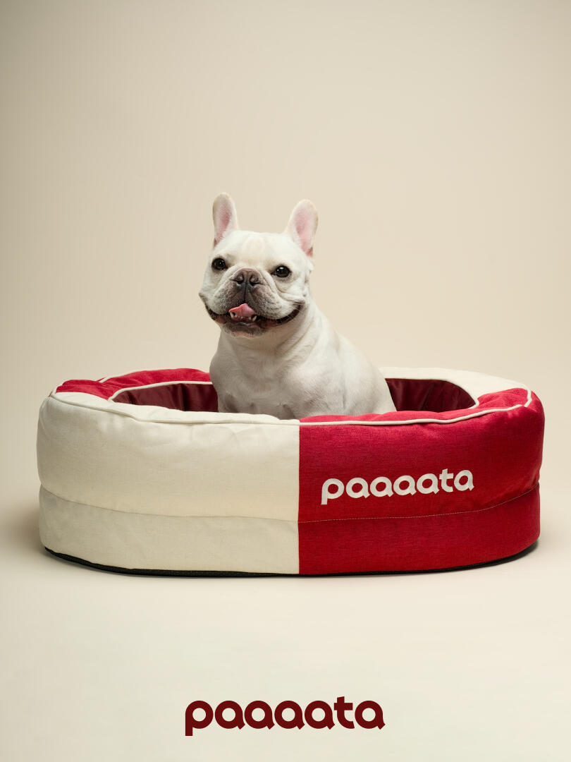 A small breed dog sitting comfortably in a luxury dog bed, demonstrating a supportive fit for compact body types.