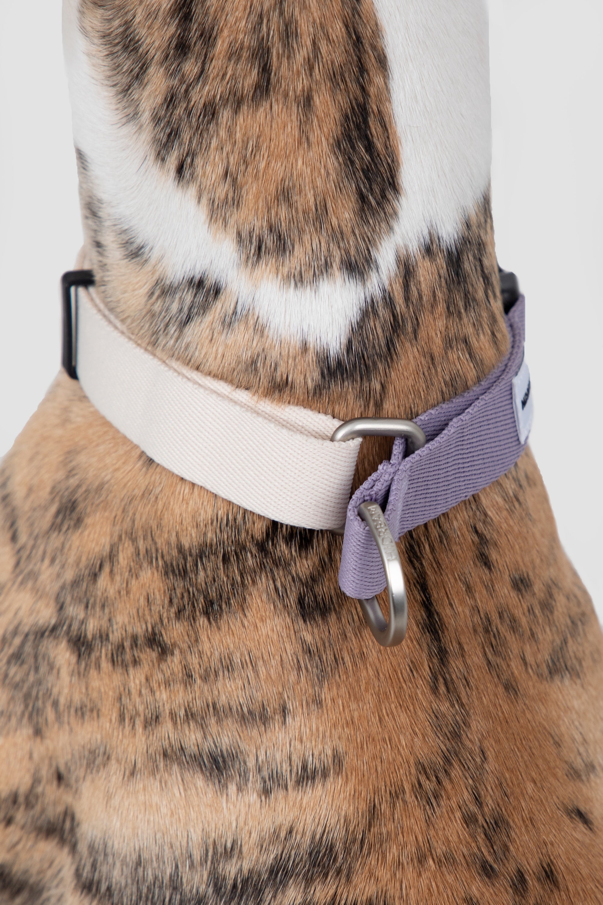 Close-up of the back of a martingale collar, showing the limited-slip loop that prevents over-tightening on the neck.