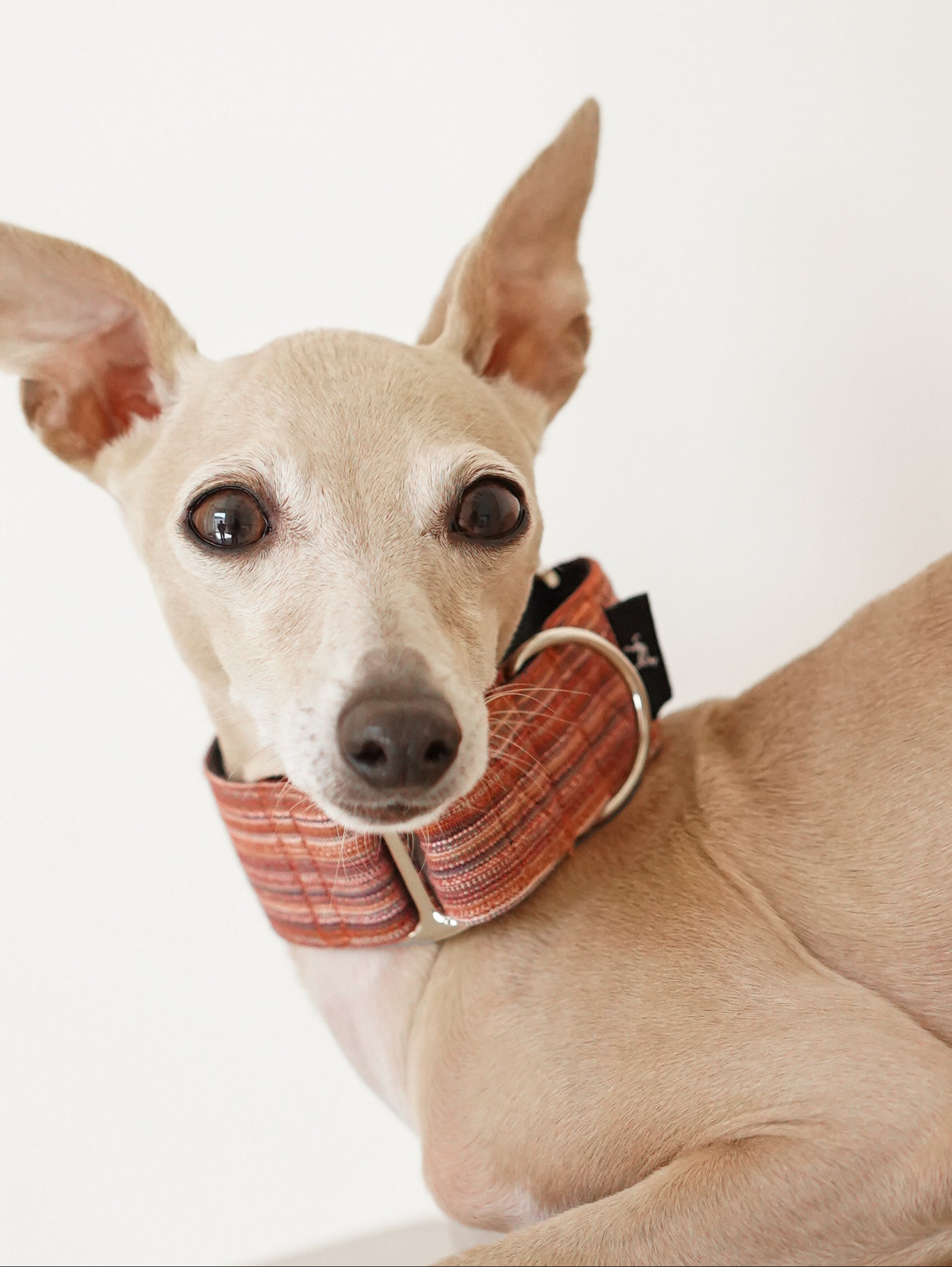Italian Greyhound wearing a rust striped martingale dog collar with a large metal D-ring; close-up front view showing the wide, escape-proof fit for sighthounds.