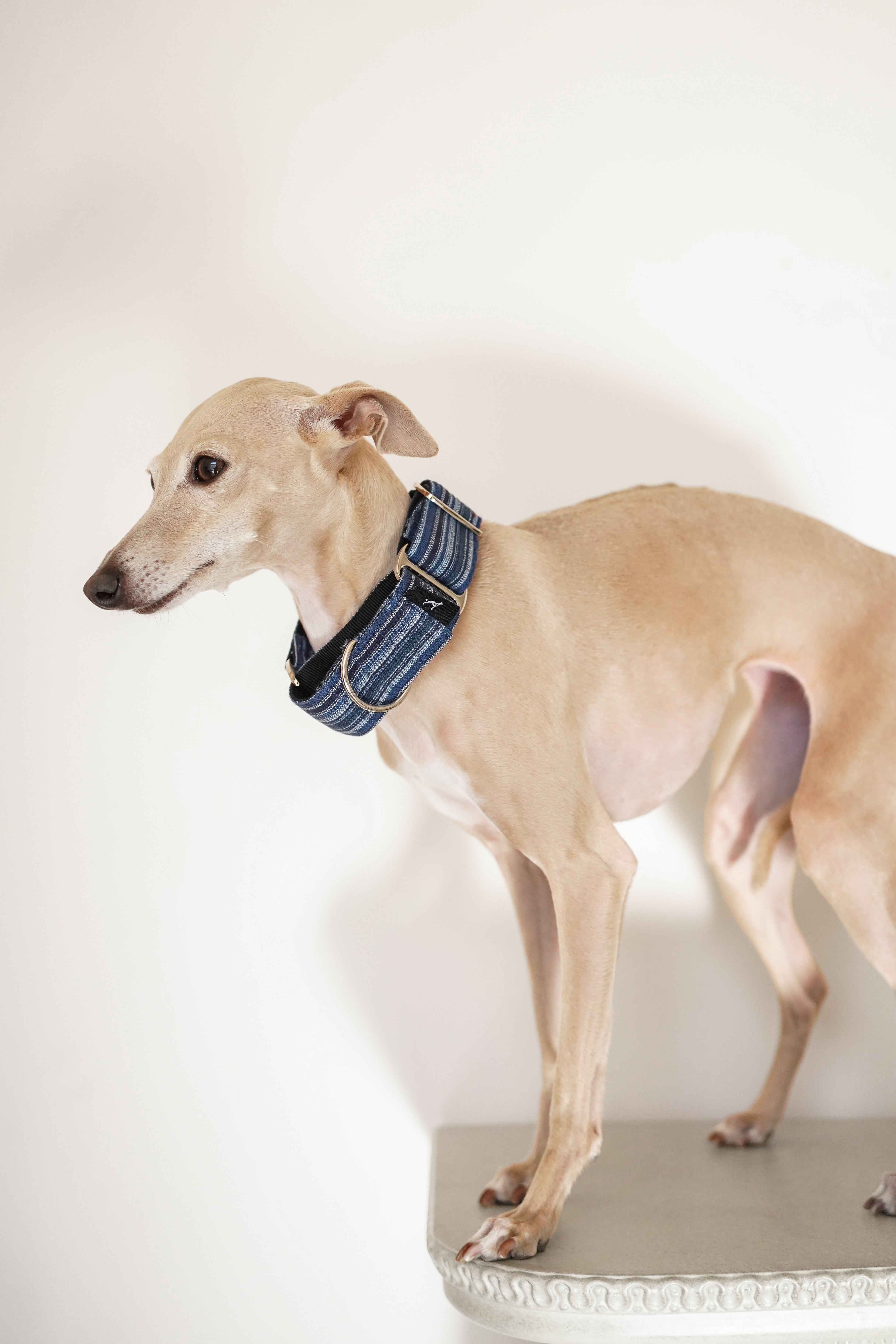 Italian Greyhound standing in profile wearing a blue striped martingale dog collar; the wide band and escape-proof design highlight a collar made for sighthound necks.
