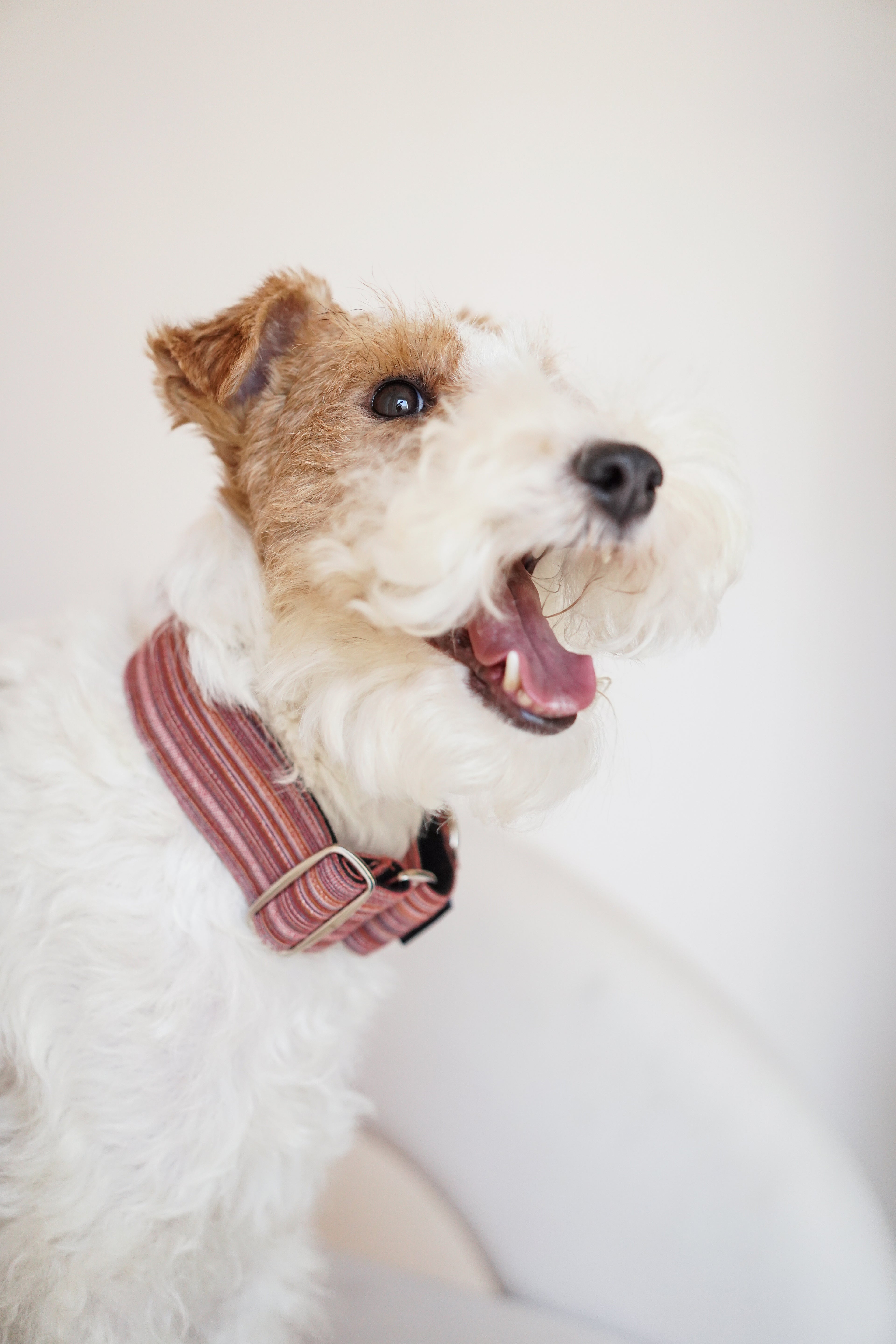 Small terrier in profile wearing a handmade striped martingale dog collar; the trench-coat–grade fabric and adjustable hardware are shown clearly in a lifestyle shot